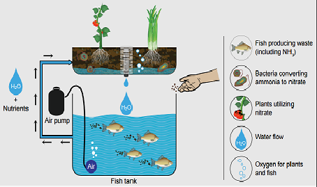 The Biological Process of Aquaponics