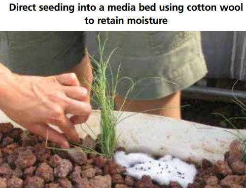Direct seeding in a media bed
