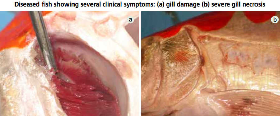 Pictures of diseased fish symptons