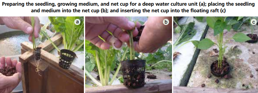 Planting seedlings in a DWC aquaponic system