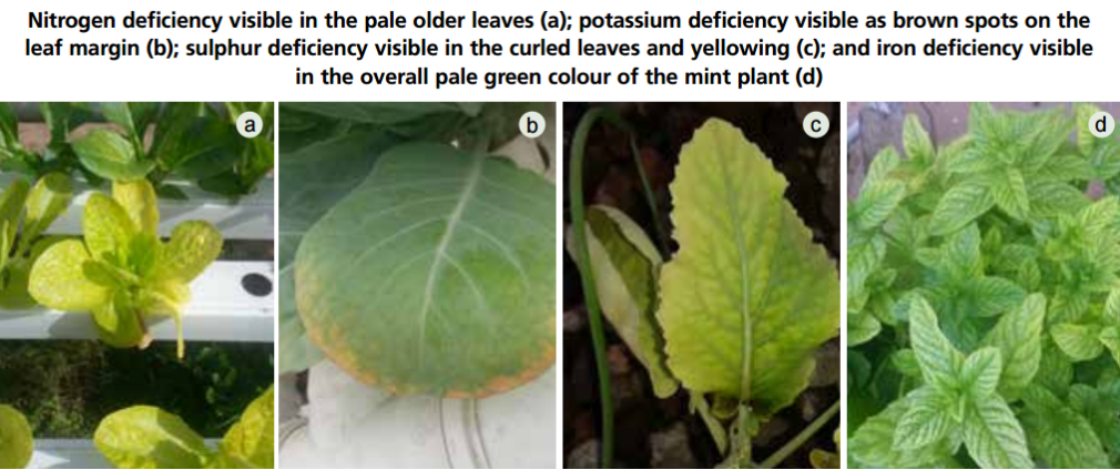 Deficiency examples of nutrients in plants