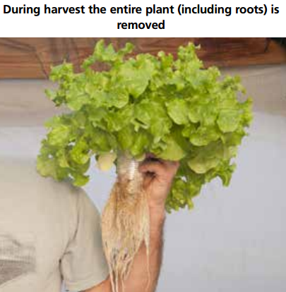 Harvest Lettuce