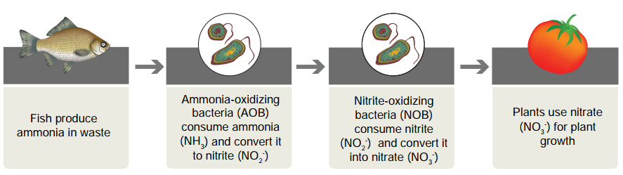 The nitrification process in aquaponics