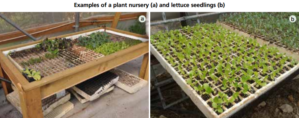 Examples of a plant nursery