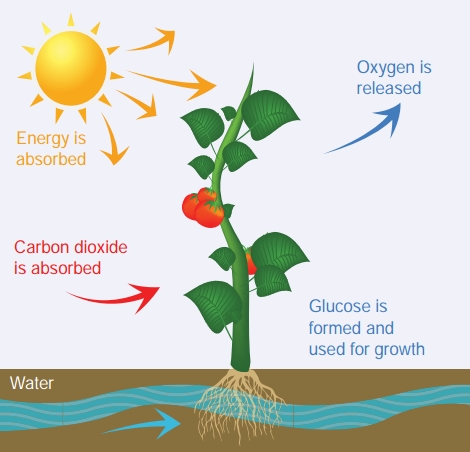 photosynthesis cycle in plants