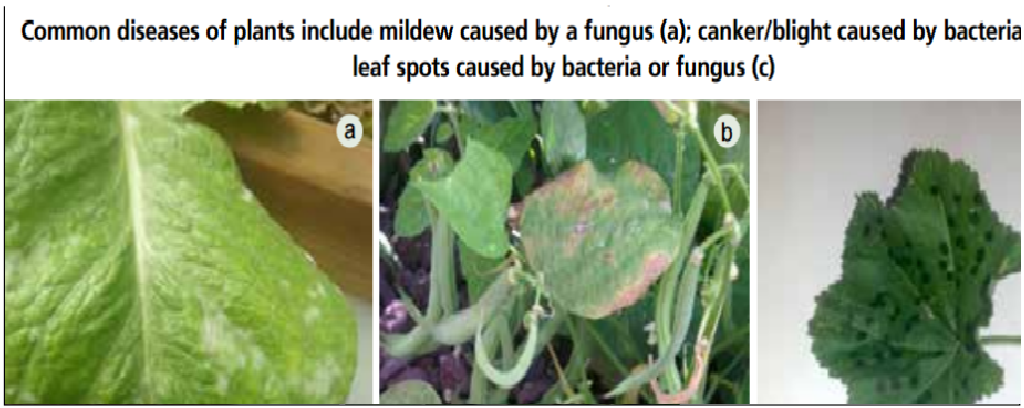 common diseases of plants