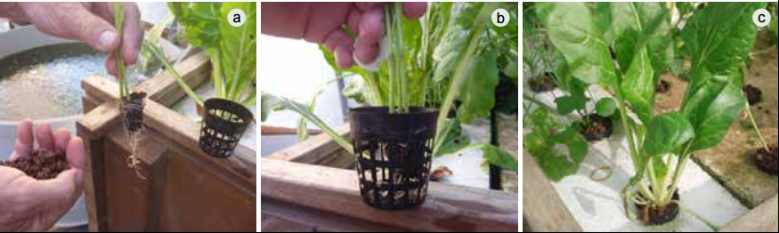 Step by step procedure of placing a seedling and gravel (a) into a net cup (b) and placing it into the polystyrene raft in the deep water culture system