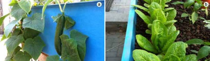 Maximizing space in media beds using vining plants (a) and staggered planting (b)
