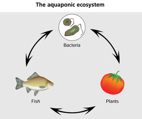 The Aquaponic Ecosystem