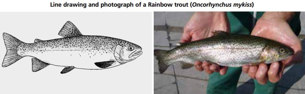using trout in aquaponics